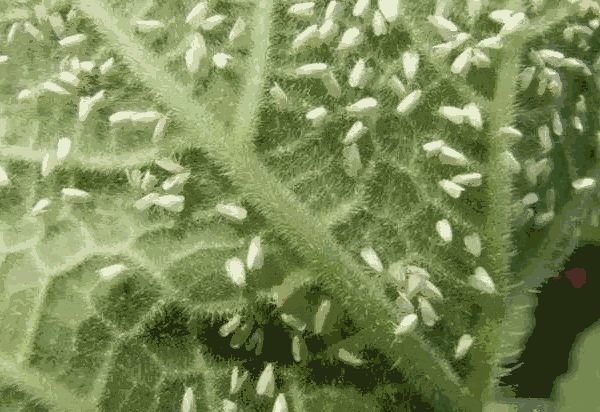 温室白粉虱危害症状(温室白粉虱是一种什么害虫)